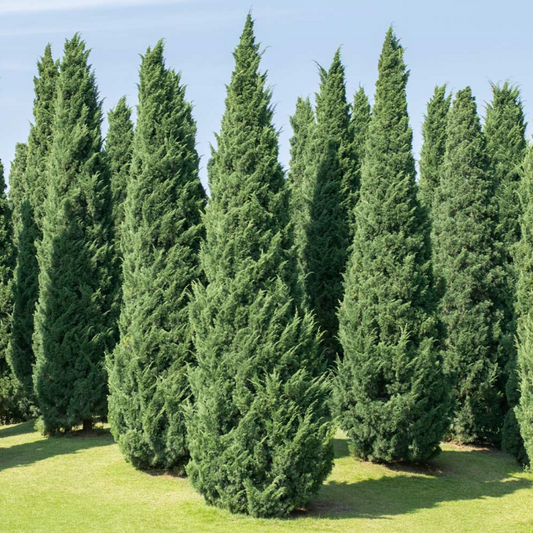'Moonglow' Juniper | Juniperus scopulorum 'Moonglow'