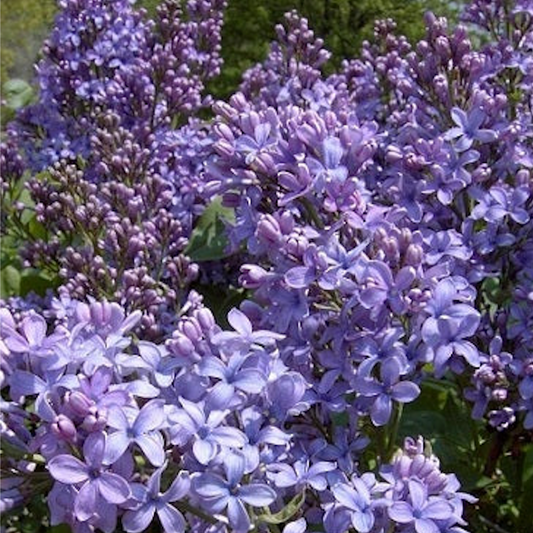 Wonder Blue Lilac | Syringa vulgaris