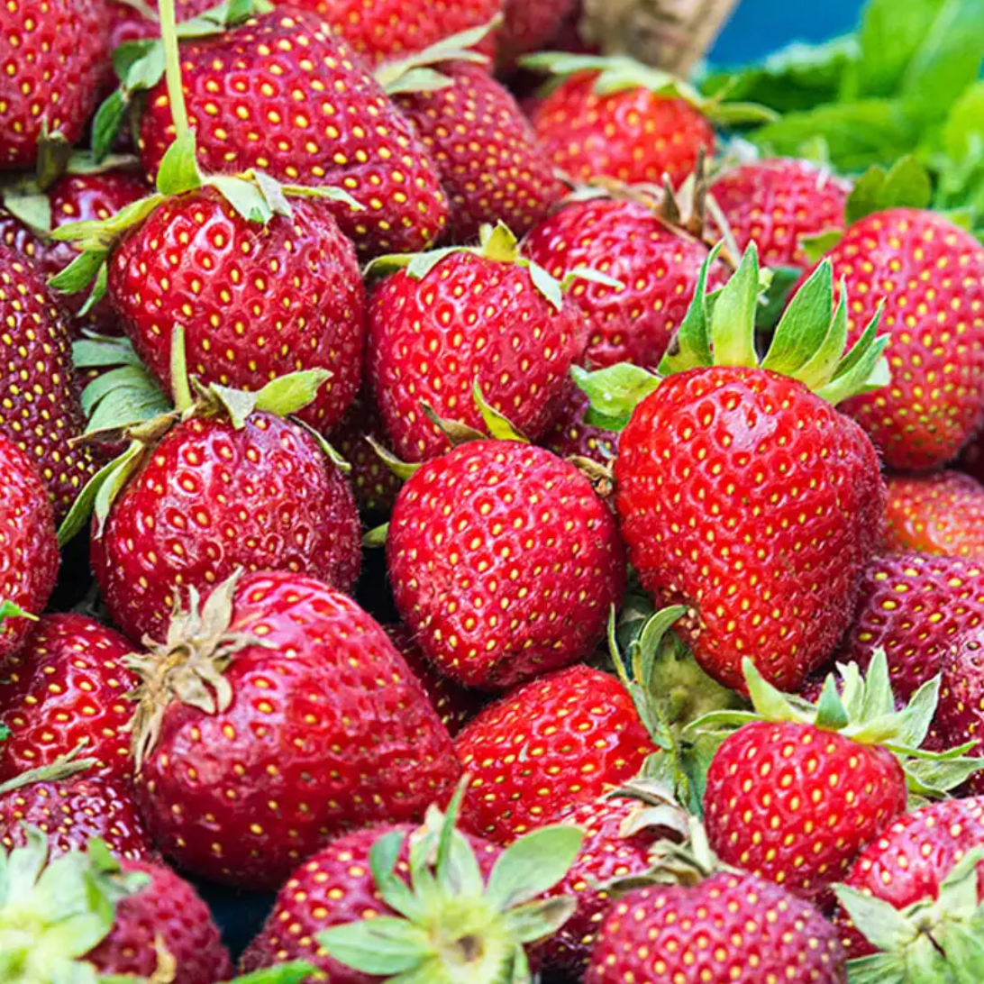 Honeoye Strawberry (Junebearing)