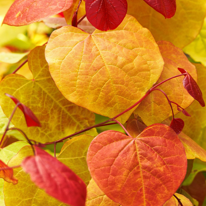 Flame Thrower® Redbud | Cercis canadensis