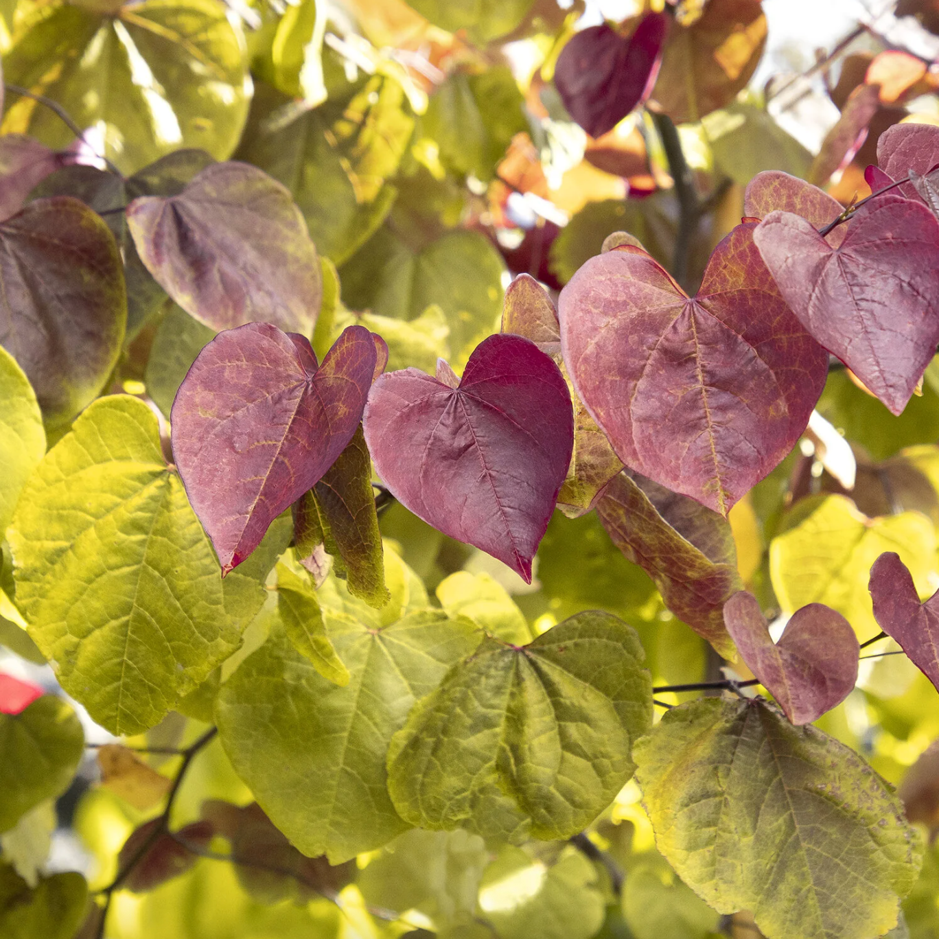 Flame Thrower® Redbud | Cercis canadensis