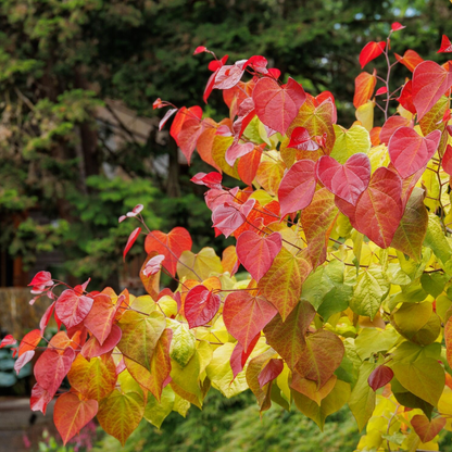 Flame Thrower® Redbud | Cercis canadensis