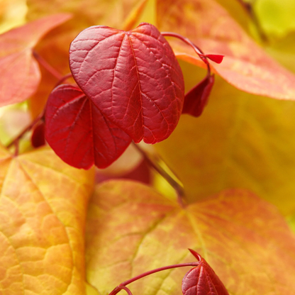 Flame Thrower® Redbud | Cercis canadensis