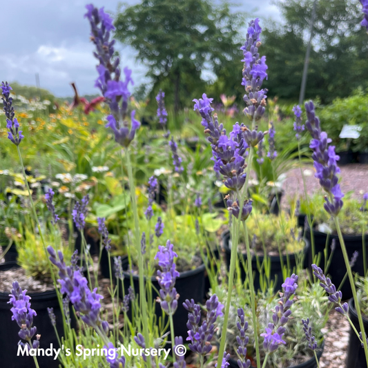 Phenomenal English Lavender | Lavandula intermedia