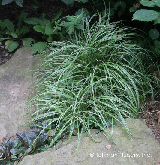 Silver Sceptre Sedge | Carex morrowii 'Silver Sceptre'