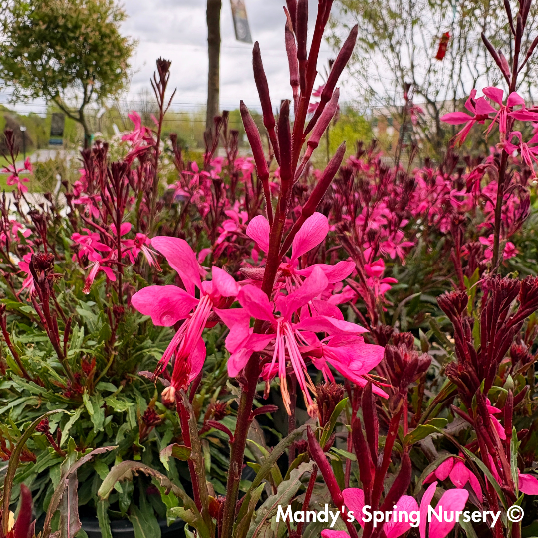 'Steffi™ Dark Rose' Gaura | Gaura lindheimeri