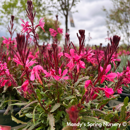 'Steffi™ Dark Rose' Gaura | Gaura lindheimeri