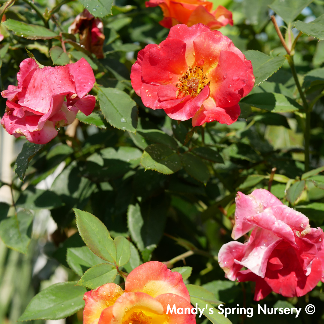 Sunset Horizon Floribunda Rose Tree-Form | Rosa