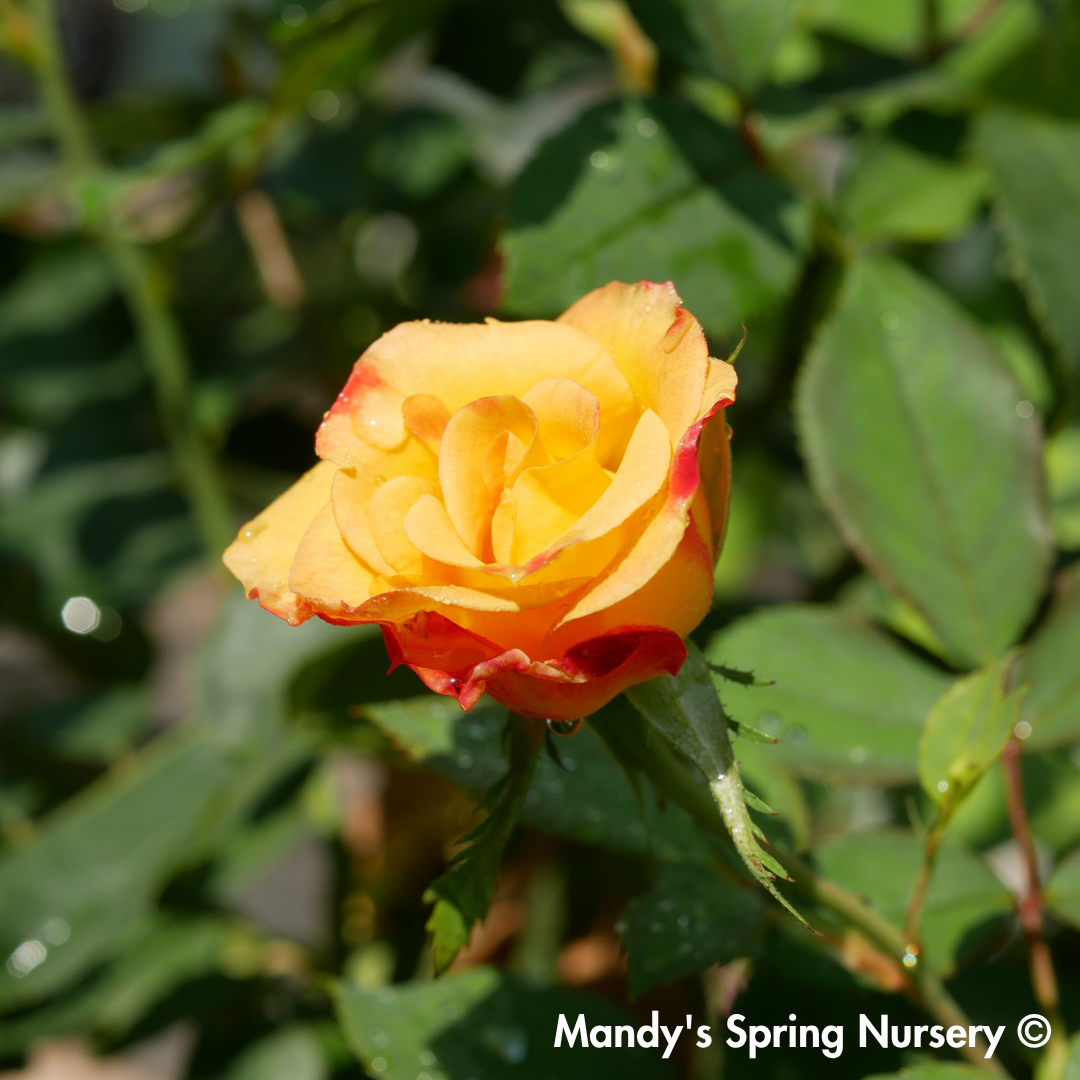 Sunset Horizon Floribunda Rose Tree-Form | Rosa