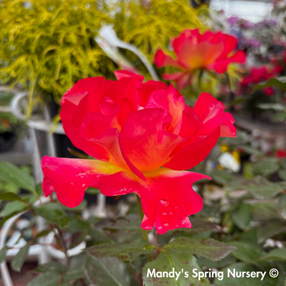Sunset Horizon Floribunda Rose Tree-Form | Rosa