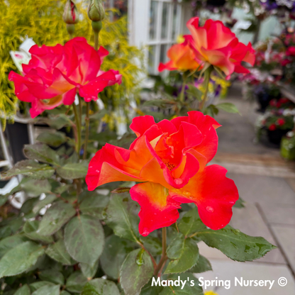Sunset Horizon Floribunda Rose Tree-Form | Rosa