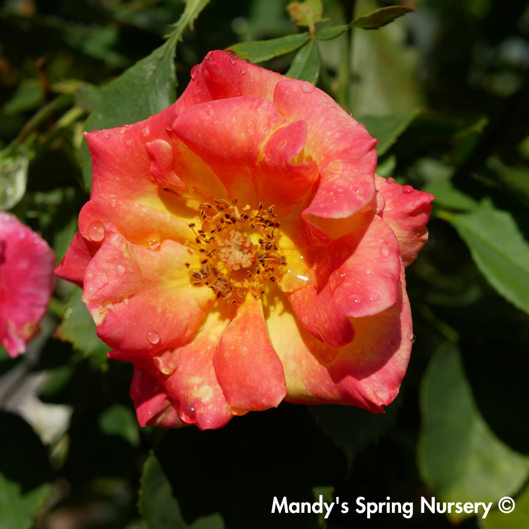 Sunset Horizon Floribunda Rose Tree-Form | Rosa