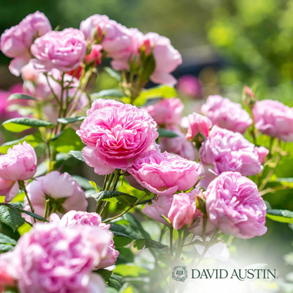 The Ancient Mariner Rose | Rosa