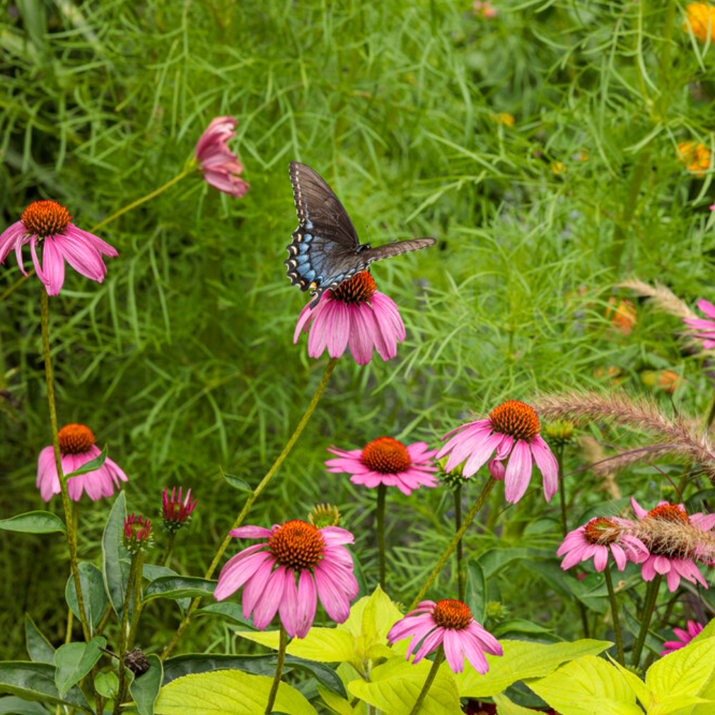 'The Fuchsia is Bright' Coneflower | Echinacea hybrid