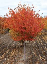 American Hornbeam 'Wisconsin Red™ | Carpinus caroliniana