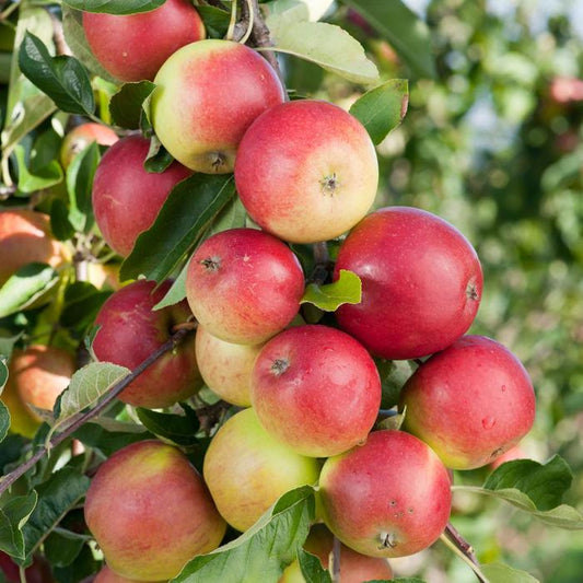 SnowSweet Apple | Malus 'Wildung'