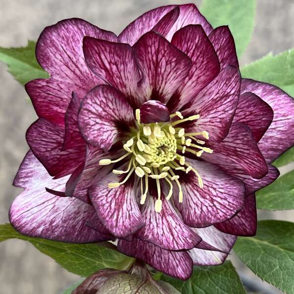 'Whirlwind Romance' Lenten Rose | Hellebore