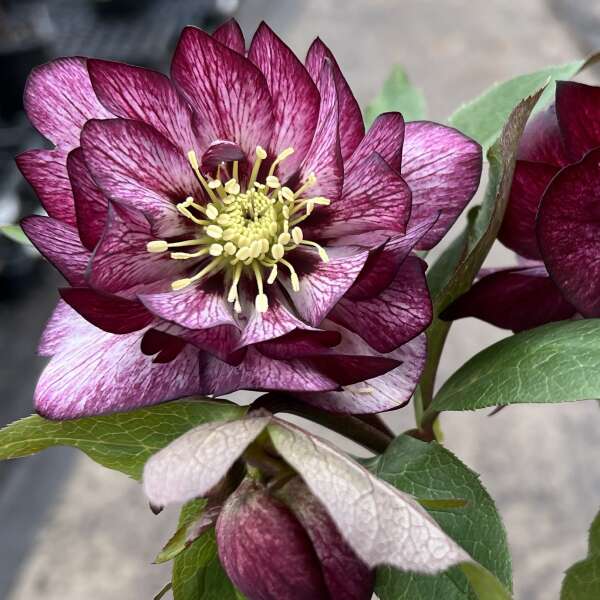'Whirlwind Romance' Lenten Rose | Hellebore