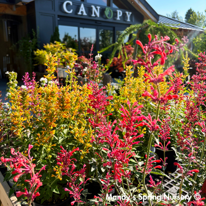 Kudos Yellow Dwarf Hummingbird Mint | Agastache