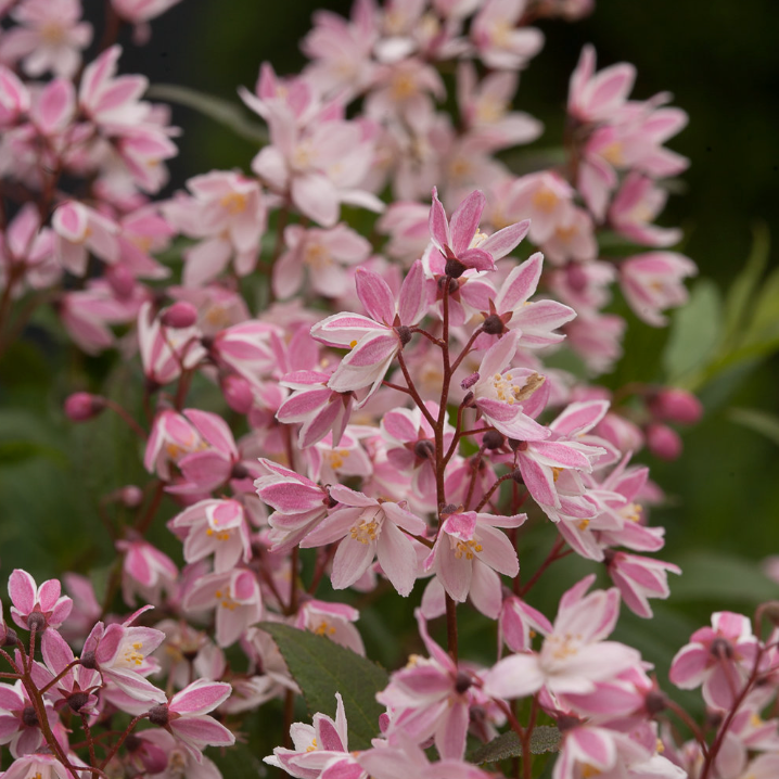 Yuki Cherry Blossom® Deutzia