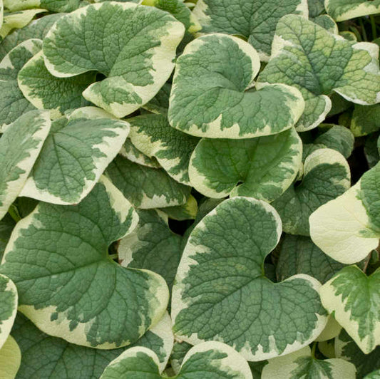 Varigated Siberian Bugloss  | Brunnera macrophylla