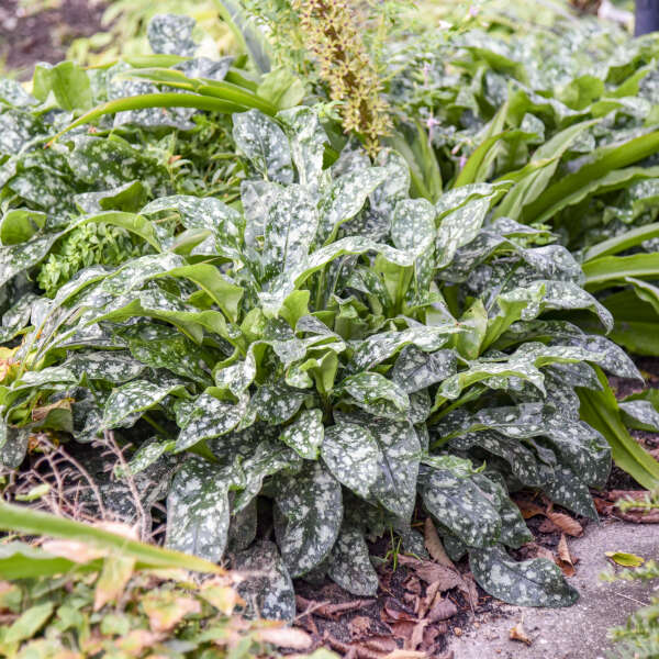 'Pink-a-Blue' Lungwort | Pulmonaria