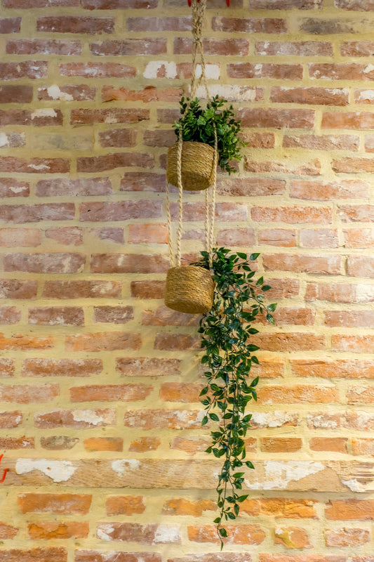 Double Hogla Hanging Planters (3") With Plastic Liner