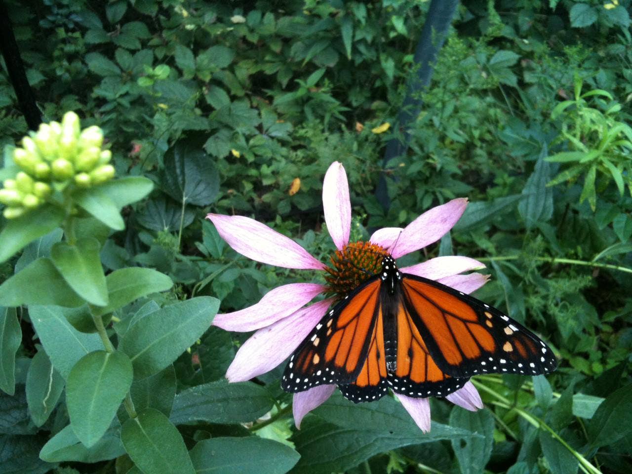 Kids Scatter Garden | Building Butterfly Habitat | Learning