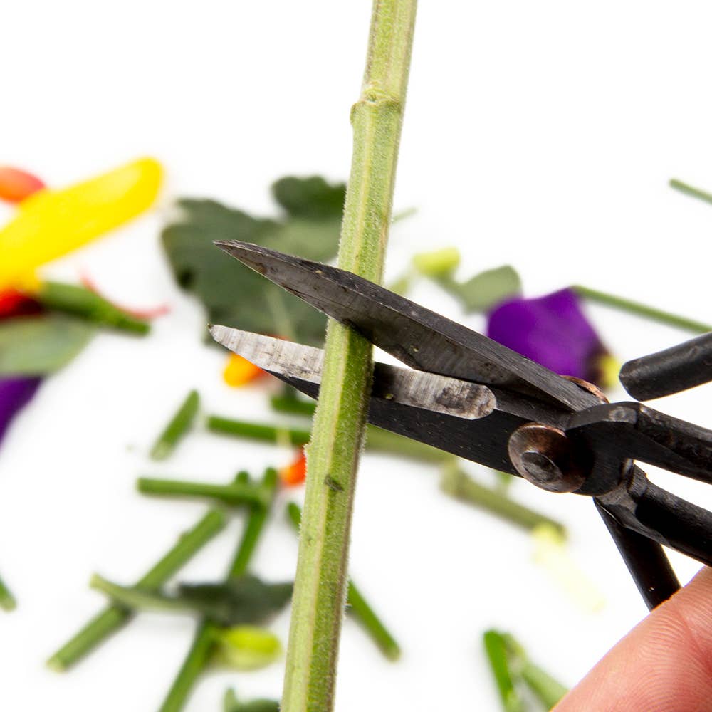 Edward Plant Scissors/ Gardening 
Plant Accessories