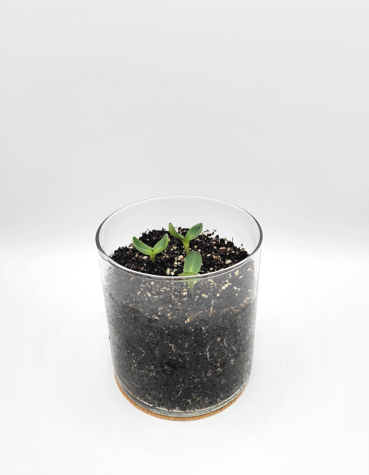 Essential Thank You Sunflower Garden | Just Because Gift