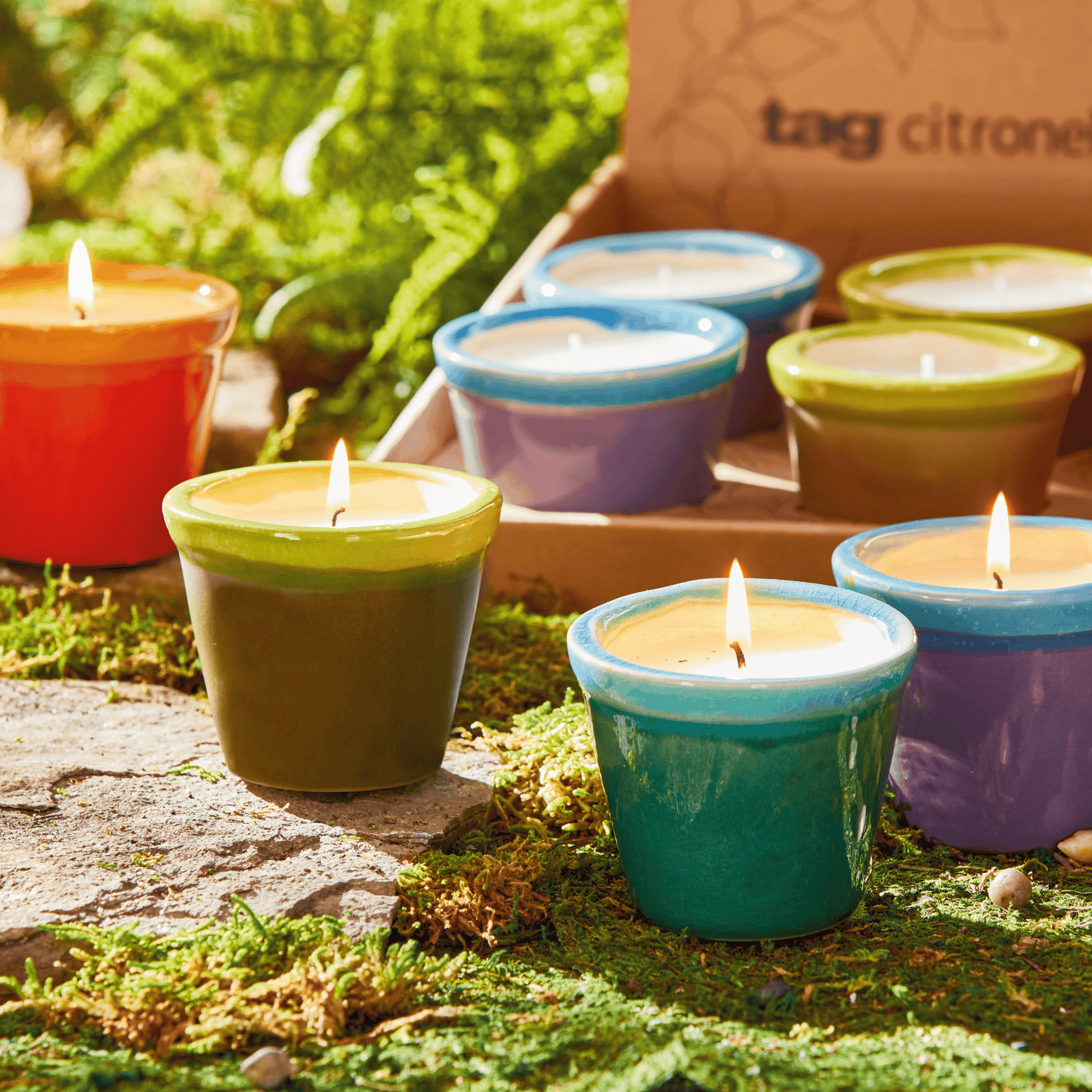 Garden Citro Pot Asmt/12 Cdu
