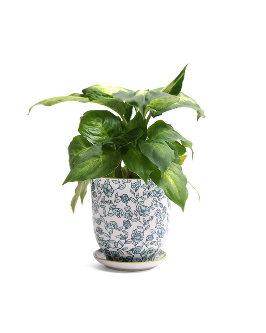 Liberte  Indoor plant pots with drainage 3 & 5 inch planter