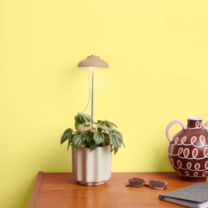 Desk Plant Grow Kit