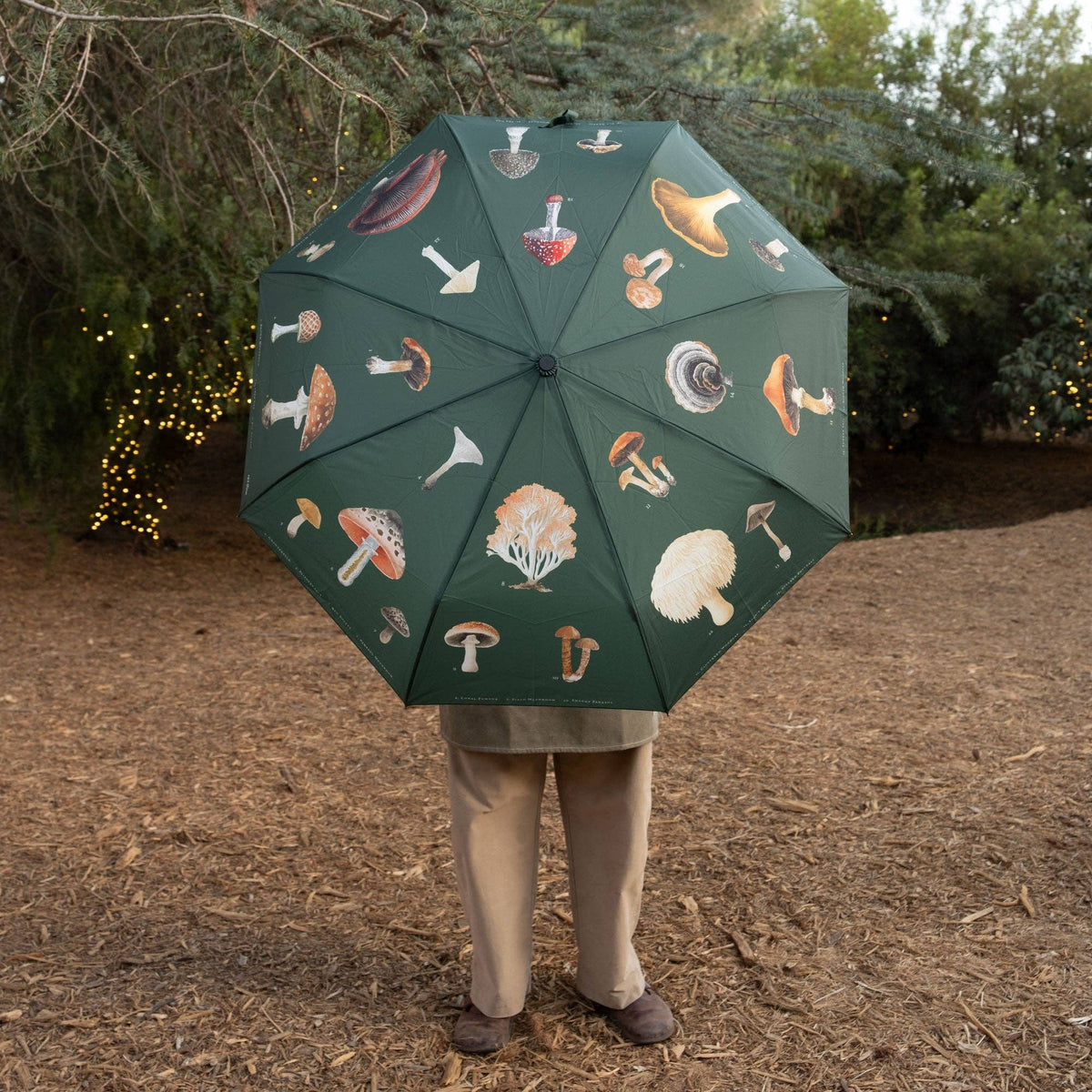 Mushrooms Umbrella