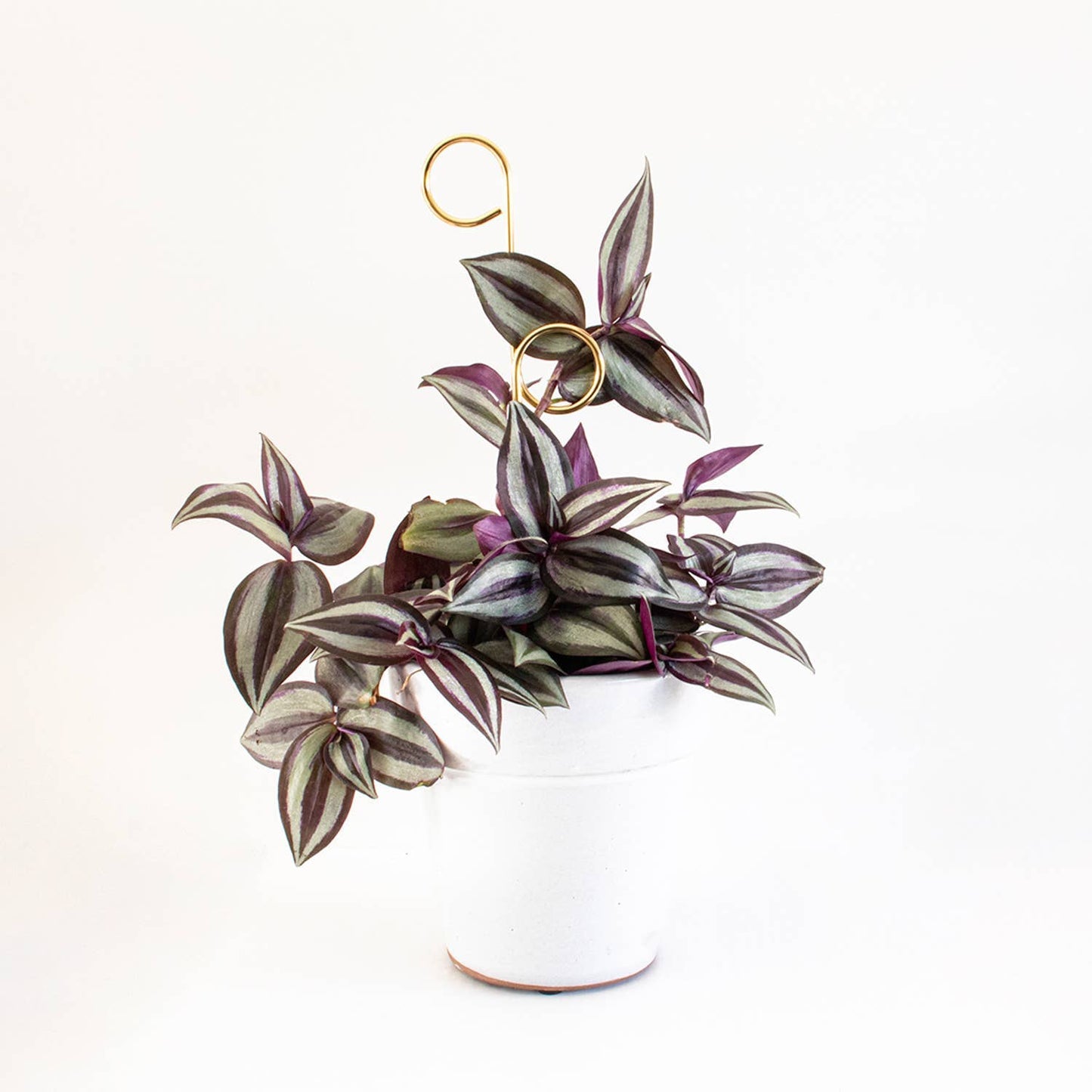 Perch Gold Mini Plant Stake from rust-proof metal