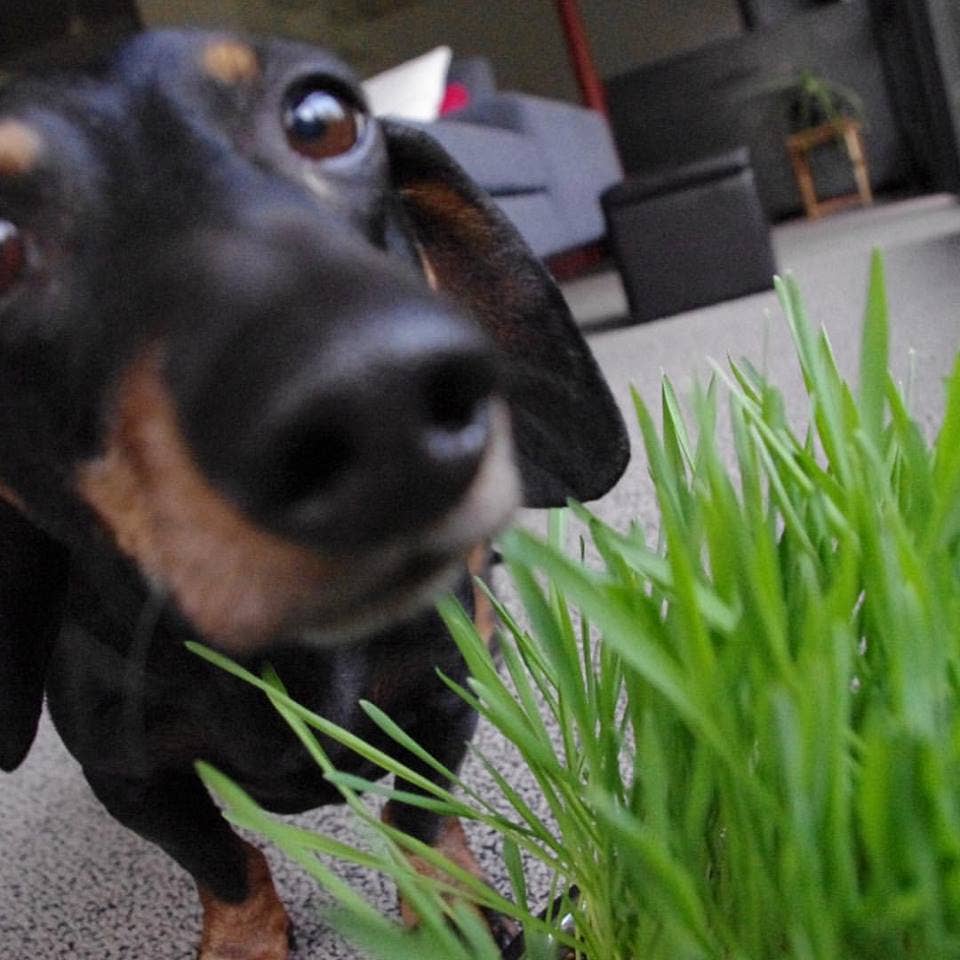 Garden in a Bag | Dog Grass | Spring Pet Treat Gift