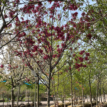 Prairifire Crabapple | Malus 'Prairiefire'