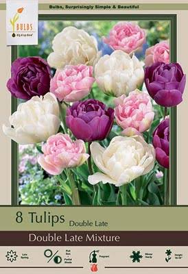 Double Dutch Tulip Mix