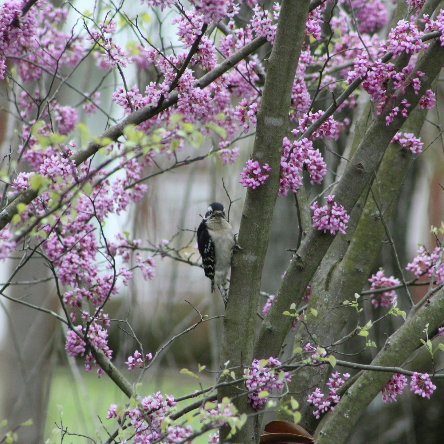 MN Strain Redbud Tree | Cercis canadensis