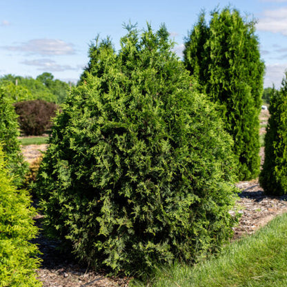 Technito Arborvitae | Thuja occidentalis 'BailJohn'