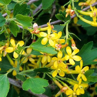 Yellow Flowering Currant | Ribes aureum
