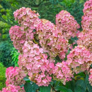Pink Diamond Hydrangea Tree | Hydrangea paniculata