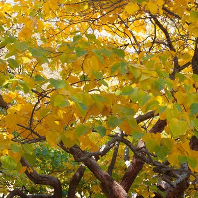 MN Strain Redbud Tree | Cercis canadensis