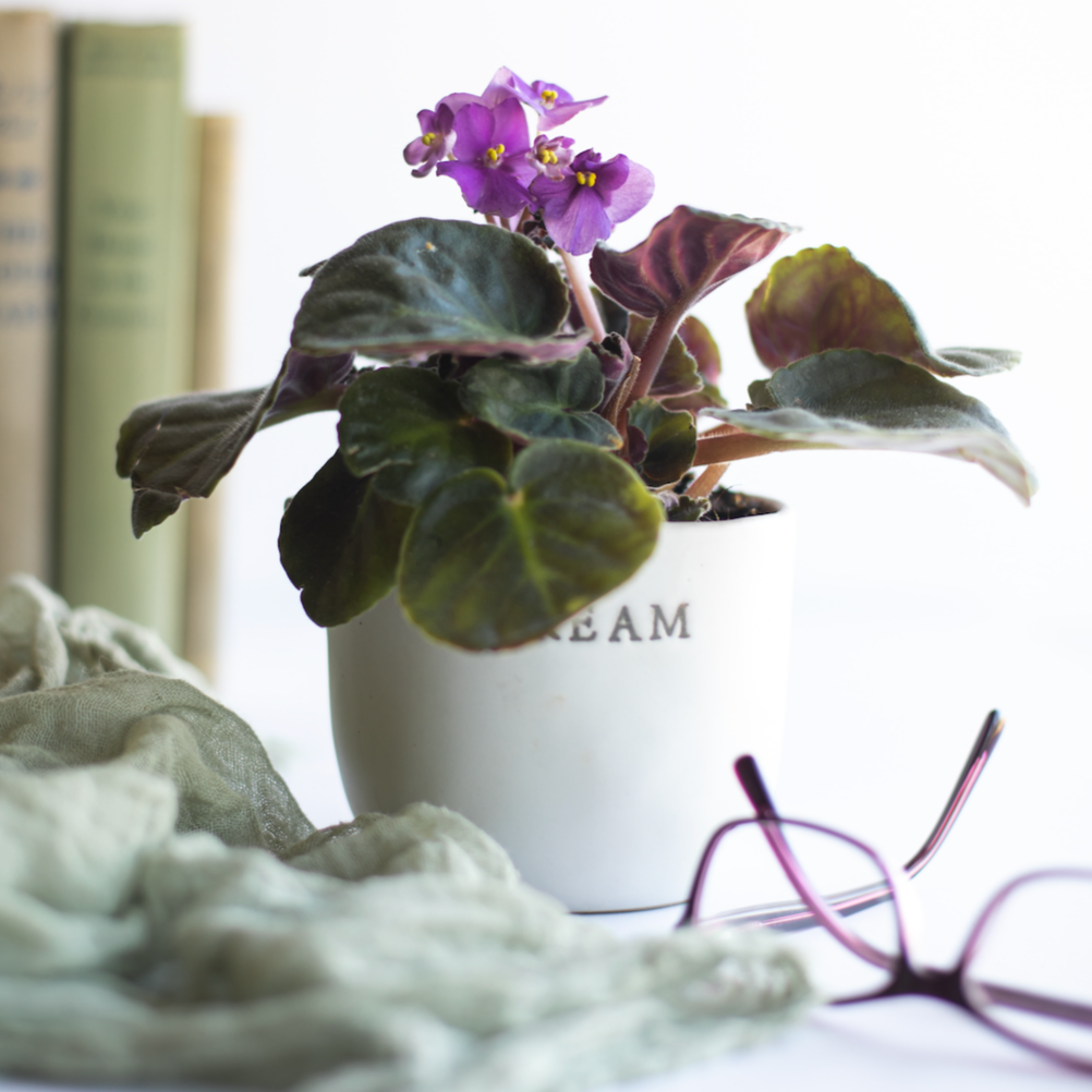 African Violet