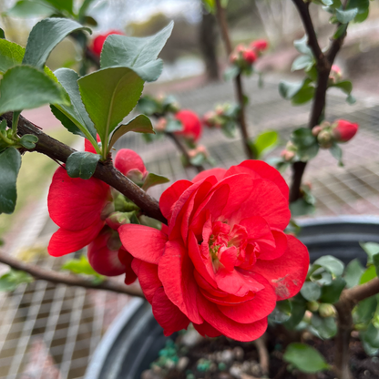'Double Take Scarlet' Flowering Quince | Chaenomeles speciosa