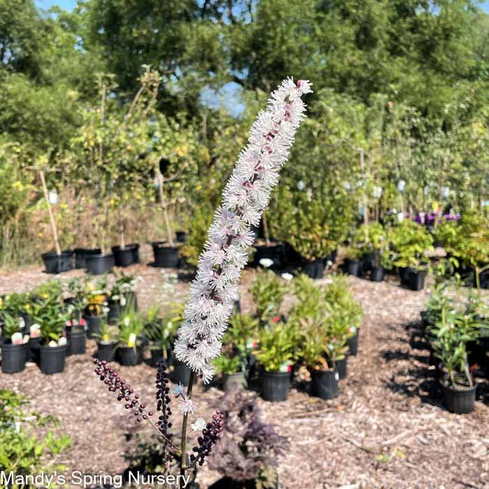 Pink Spike Bugbane | Actaea simplex