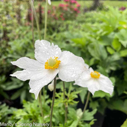Honorine Jobert Japanese Anemone | Anemone