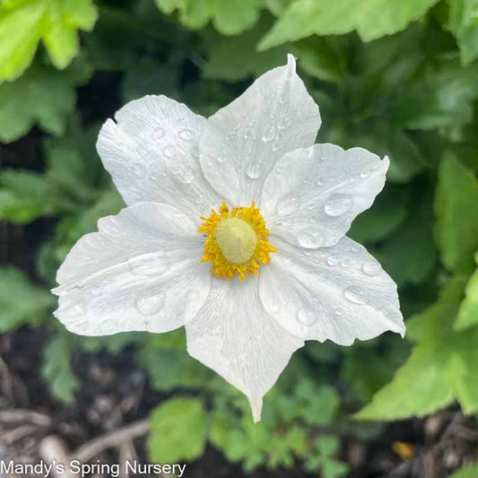 Honorine Jobert Japanese Anemone | Anemone