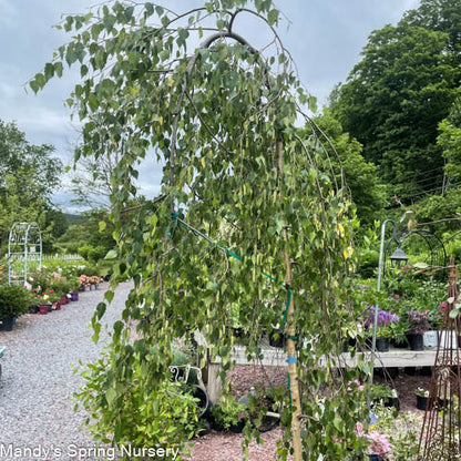 Young's Weeping Birch | Betula pendula 'Youngii'