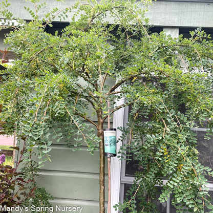 Weeping Caragana | Tree Caragana arborescens
